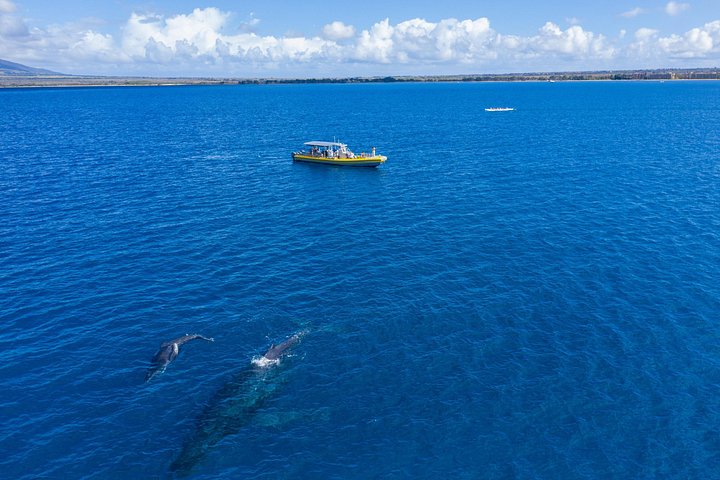 Schnorchelabenteuer im Molokini-Krater und Turtle Cove auf Maui an Bord eines Luxus-Super-Rafts, Foto 10 | wizardtrip