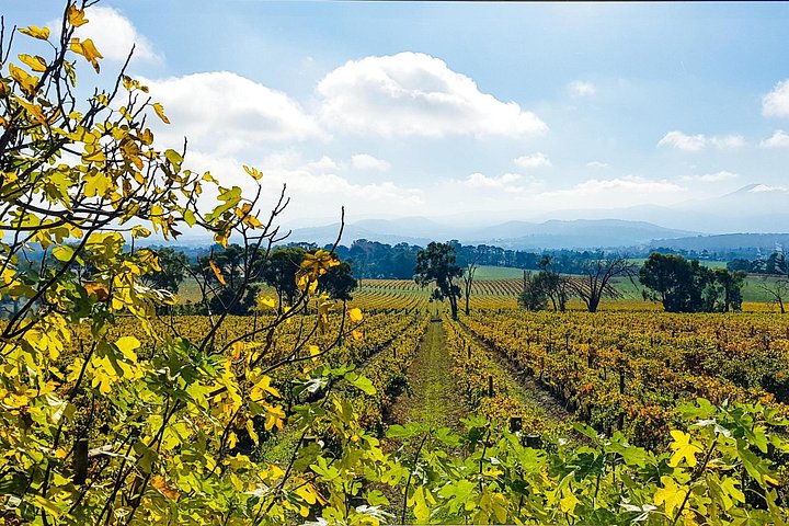 Yarra Valley vintur fra Melbourne med vingårdsbesøk, lunsj og valgfri gin- eller ølsmaking, foto 13 | wizardtrip