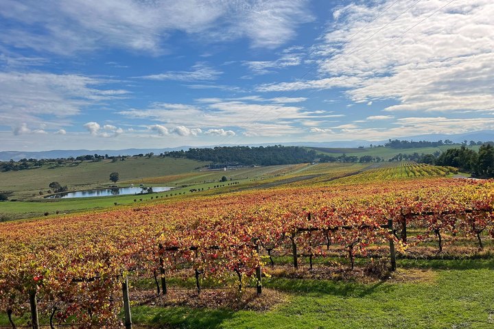 Yarra Valley vintur fra Melbourne med vingårdsbesøk, lunsj og valgfri gin- eller ølsmaking, foto 22 | wizardtrip