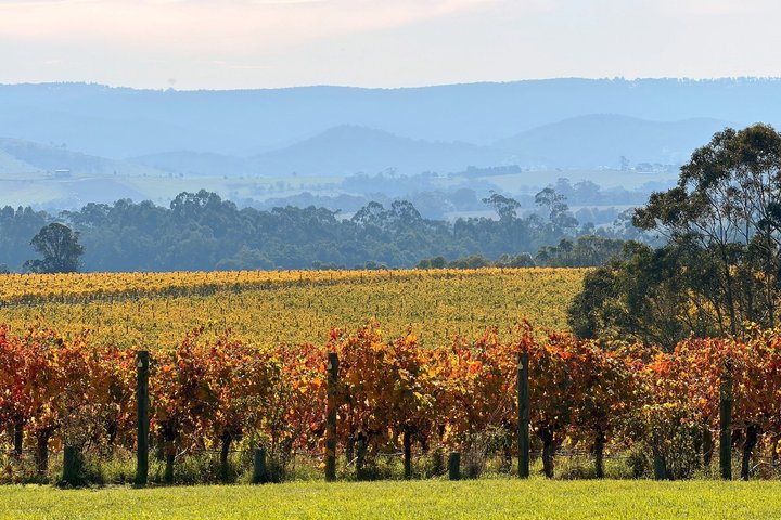 Yarra Valley vintur fra Melbourne med vingårdsbesøk, lunsj og valgfri gin- eller ølsmaking, foto 31 | wizardtrip