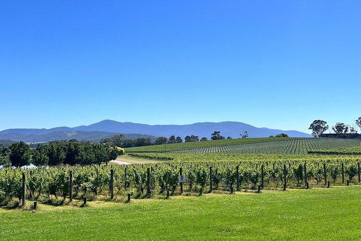 Yarra Valley vintur fra Melbourne med vingårdsbesøk, lunsj og valgfri gin- eller ølsmaking, foto 39 | wizardtrip