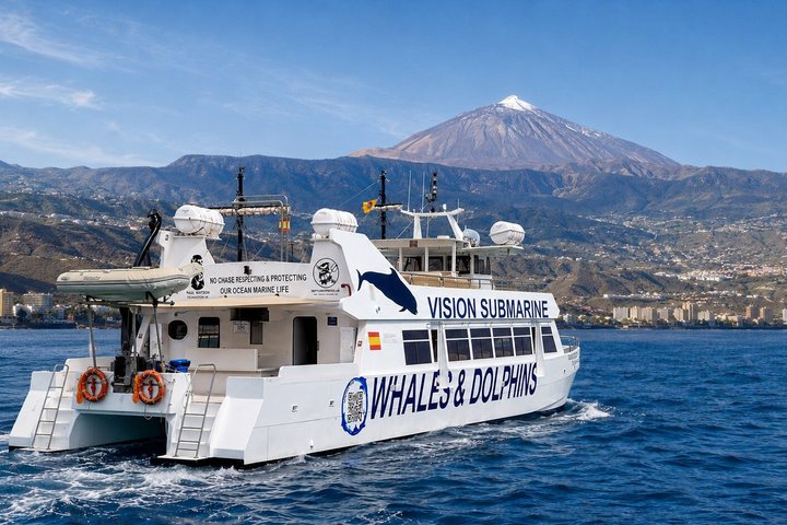Responsible Whale and Dolphin Watching Boat Tour in Tenerife | wizardtrip