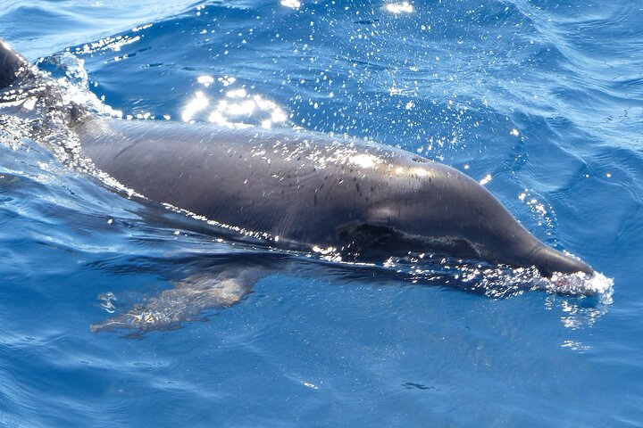 Tour in catamarano ecologico a Tenerife per l'avvistamento responsabile di balene e delfini, foto 6 | wizardtrip