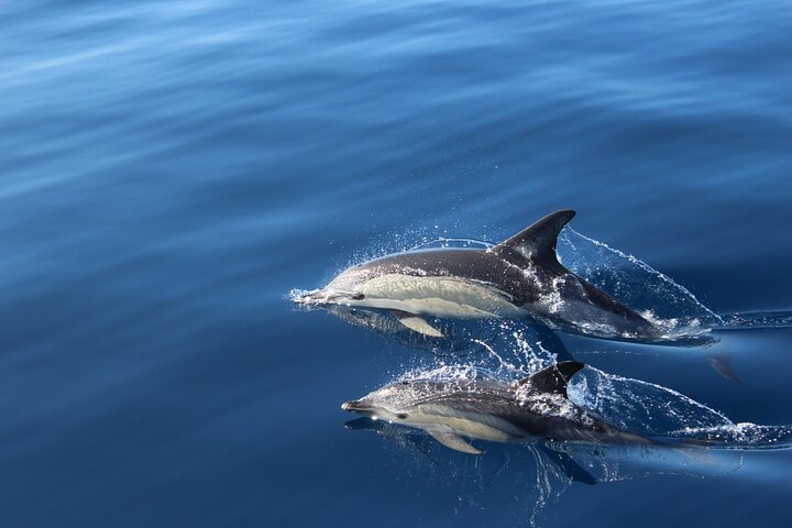 Tour in catamarano ecologico a Tenerife per l'avvistamento responsabile di balene e delfini, foto 10 | wizardtrip