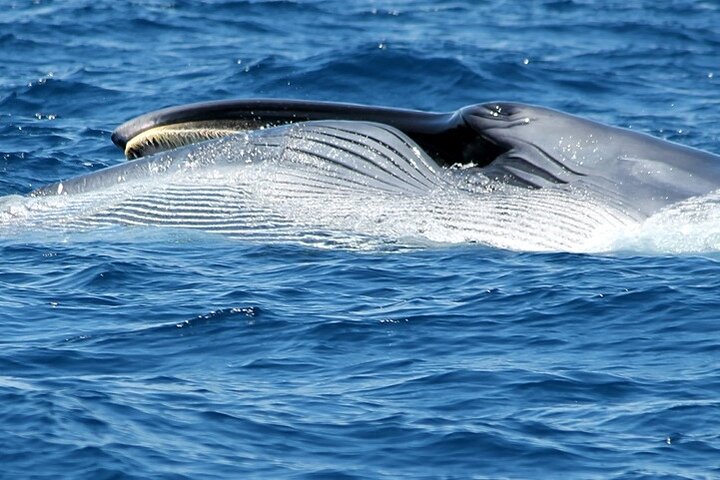 Tour in catamarano ecologico a Tenerife per l'avvistamento responsabile di balene e delfini, foto 11 | wizardtrip