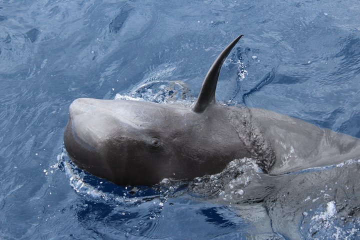 Tour in catamarano ecologico a Tenerife per l'avvistamento responsabile di balene e delfini, foto 13 | wizardtrip