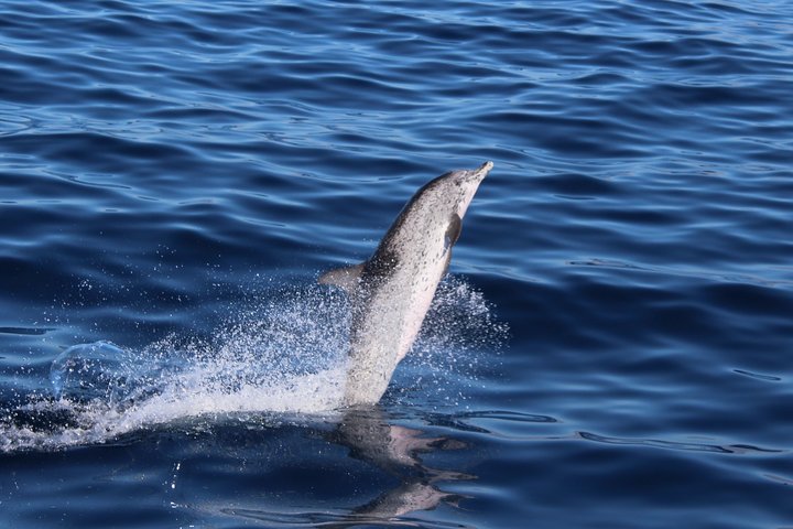 Tour in catamarano ecologico a Tenerife per l'avvistamento responsabile di balene e delfini, foto 14 | wizardtrip