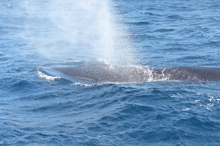 Tour in catamarano ecologico a Tenerife per l'avvistamento responsabile di balene e delfini, foto 15 | wizardtrip