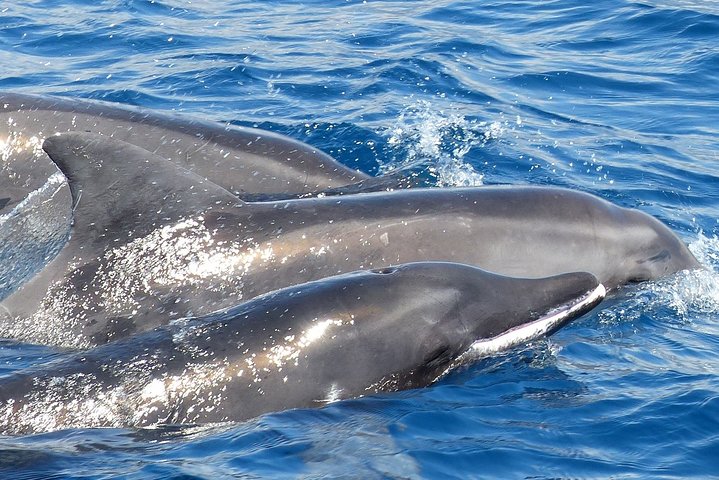 Tour in catamarano ecologico a Tenerife per l'avvistamento responsabile di balene e delfini, foto 16 | wizardtrip