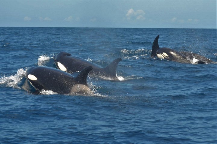 Tour in catamarano ecologico a Tenerife per l'avvistamento responsabile di balene e delfini, foto 17 | wizardtrip