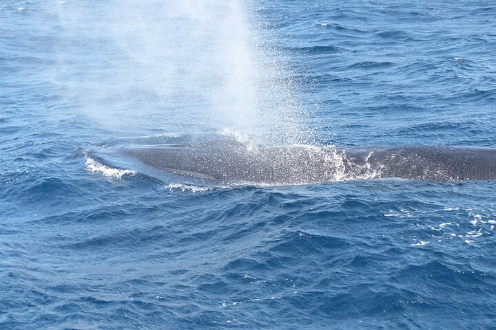 Tour in catamarano ecologico a Tenerife per l'avvistamento responsabile di balene e delfini, foto 18 | wizardtrip