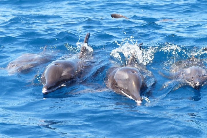 Tour in catamarano ecologico a Tenerife per l'avvistamento responsabile di balene e delfini, foto 21 | wizardtrip