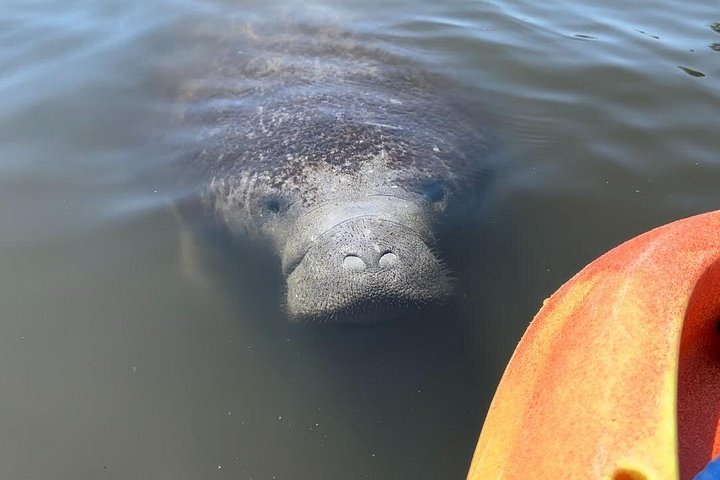 Excursion en kayak pour observer les lamantins et la faune à Sarasota, en Floride, photo 6 | wizardtrip