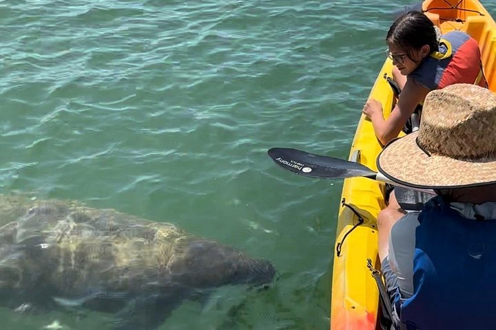 Excursion en kayak pour observer les lamantins et la faune à Sarasota, en Floride, photo 7 | wizardtrip