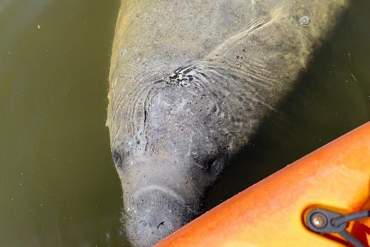Excursion en kayak pour observer les lamantins et la faune à Sarasota, en Floride, photo 8 | wizardtrip