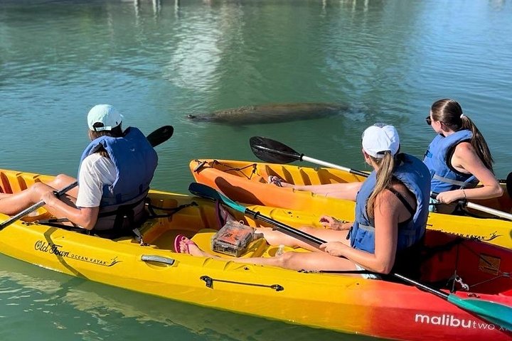 Excursion en kayak pour observer les lamantins et la faune à Sarasota, en Floride, photo 9 | wizardtrip