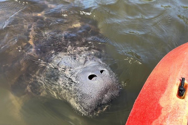 Excursion en kayak pour observer les lamantins et la faune à Sarasota, en Floride, photo 10 | wizardtrip