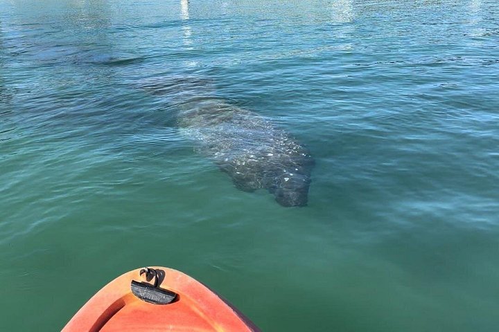 Excursion en kayak pour observer les lamantins et la faune à Sarasota, en Floride, photo 11 | wizardtrip