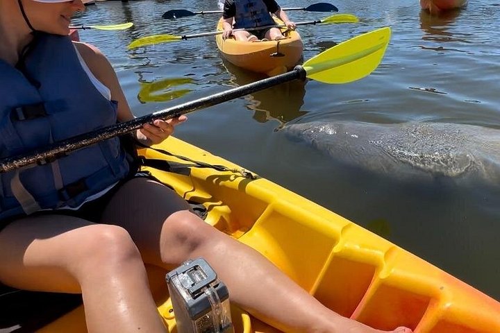 Excursion en kayak pour observer les lamantins et la faune à Sarasota, en Floride, photo 12 | wizardtrip