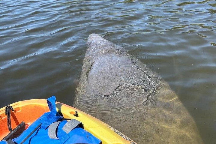 Excursion en kayak pour observer les lamantins et la faune à Sarasota, en Floride, photo 13 | wizardtrip