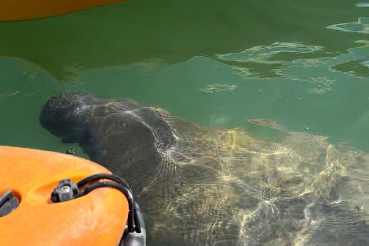 Excursion en kayak pour observer les lamantins et la faune à Sarasota, en Floride, photo 14 | wizardtrip