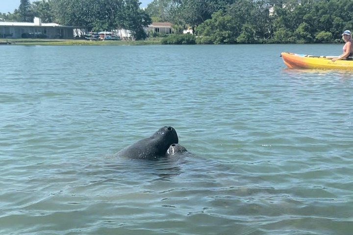 Excursion en kayak pour observer les lamantins et la faune à Sarasota, en Floride, photo 15 | wizardtrip