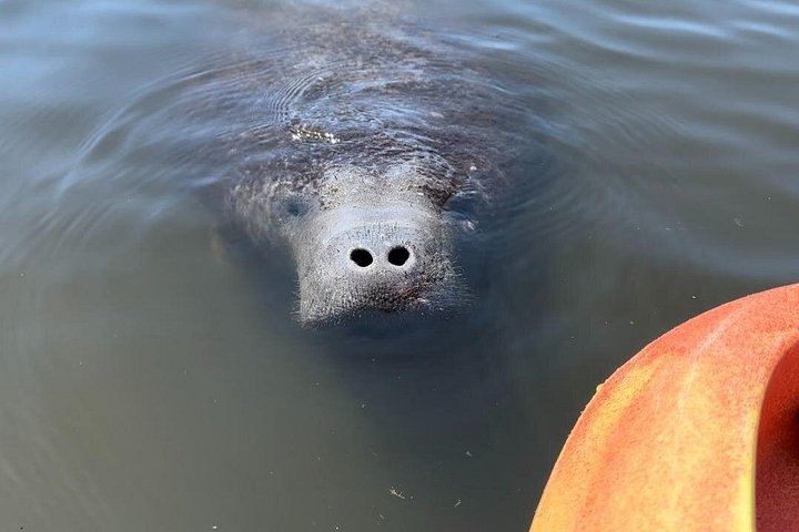 Excursion en kayak pour observer les lamantins et la faune à Sarasota, en Floride, photo 16 | wizardtrip