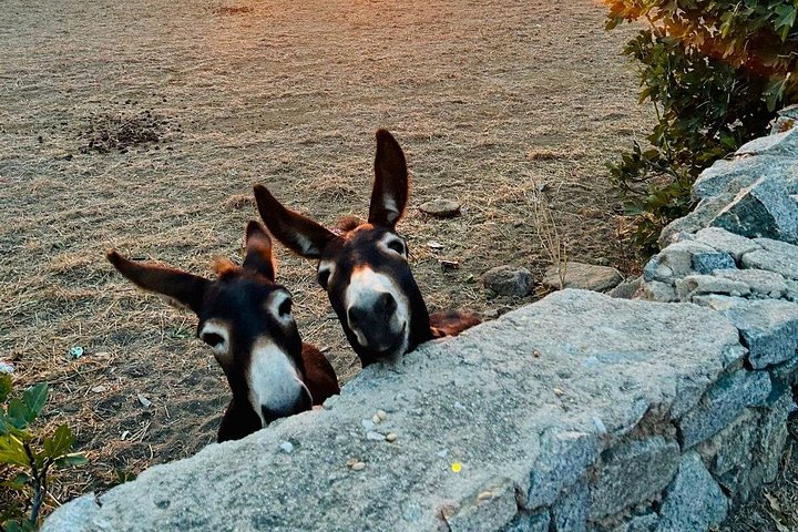 Private 4-hour Mykonos island tour by car, visiting beaches, lighthouse, and traditional villages, photo 15 | wizardtrip