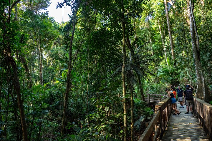 Forêt tropicale de Daintree et Gorge de Mossman : Excursion d'une journée complète | wizardtrip