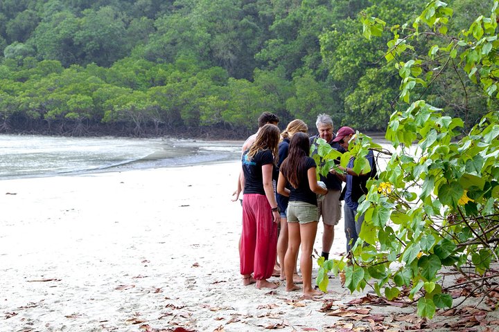 Heldagstur som utforsker Daintree Rainforest, Mossman Gorge og Daintree River fra Port Douglas, foto 7 | wizardtrip