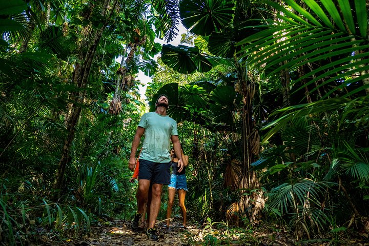 Heldagstur som utforsker Daintree Rainforest, Mossman Gorge og Daintree River fra Port Douglas, foto 10 | wizardtrip