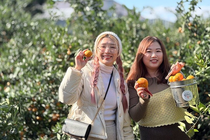 Tour UNESCO di Jeju Est con raccolta mandarini, Seongsan Ilchulbong e subacquee Haenyeo, foto 21 | wizardtrip
