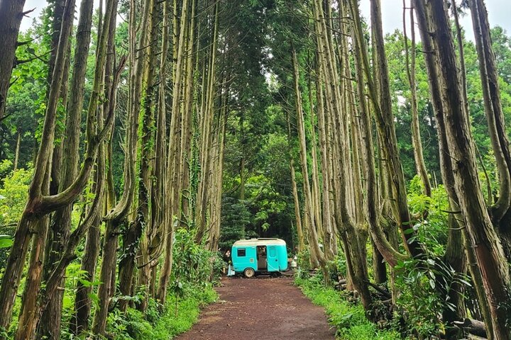 Tour privado de carro explorando os locais populares e joias escondidas da Ilha de Jeju, foto 7 | wizardtrip
