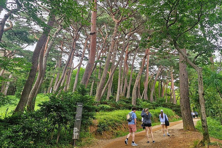 Heldagstur från Busan till Gyeongju, utforskar UNESCO-platser, traditionella byar och naturlandskap, foto 8 | wizardtrip