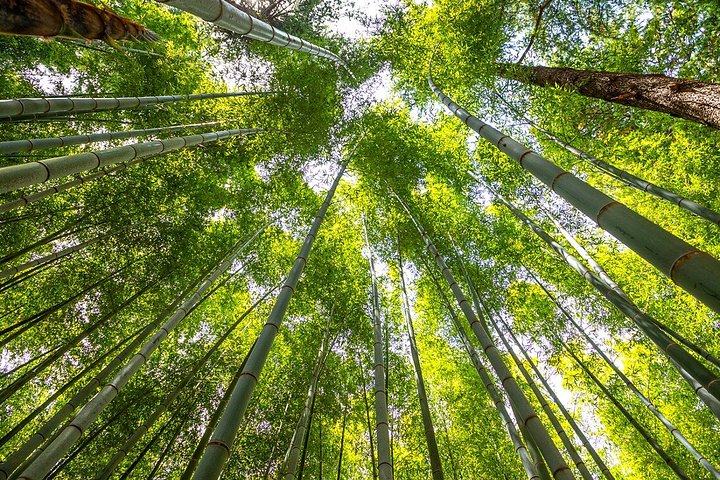 Heldagstur från Busan till Gyeongju, utforskar UNESCO-platser, traditionella byar och naturlandskap, foto 10 | wizardtrip
