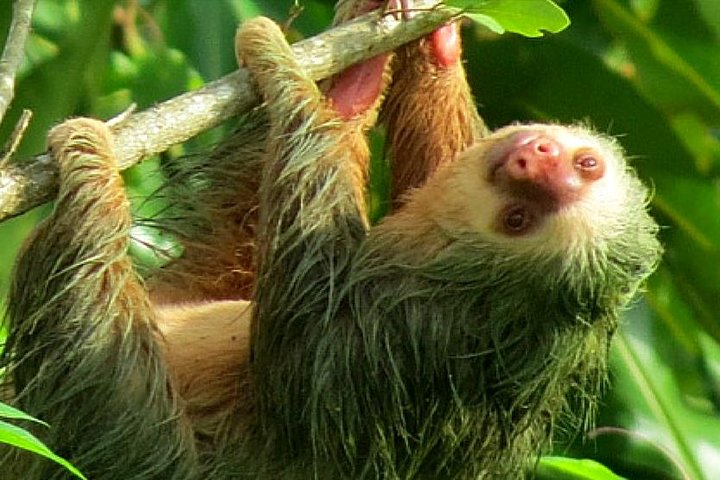 Tur med dovendyrkikking og dyreliv i La Fortuna, Costa Rica | wizardtrip