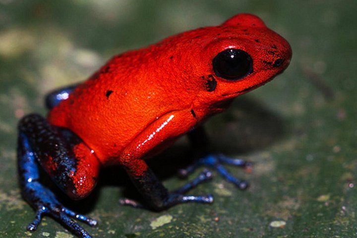 Tour guiado de observación de perezosos en La Fortuna, Costa Rica, con oportunidades para ver otra vida silvestre, foto 6 | wizardtrip