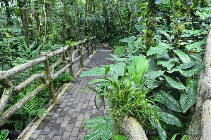Explorez la magnifique cascade La Fortuna au Costa Rica, une merveille naturelle entourée d'une forêt tropicale luxuriante, photo 9 | wizardtrip