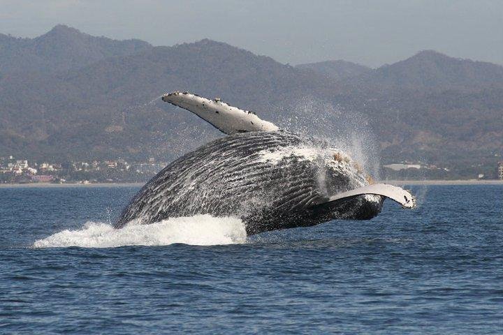 Excursion d'observation des baleines en petit groupe à Puerto Vallarta | wizardtrip