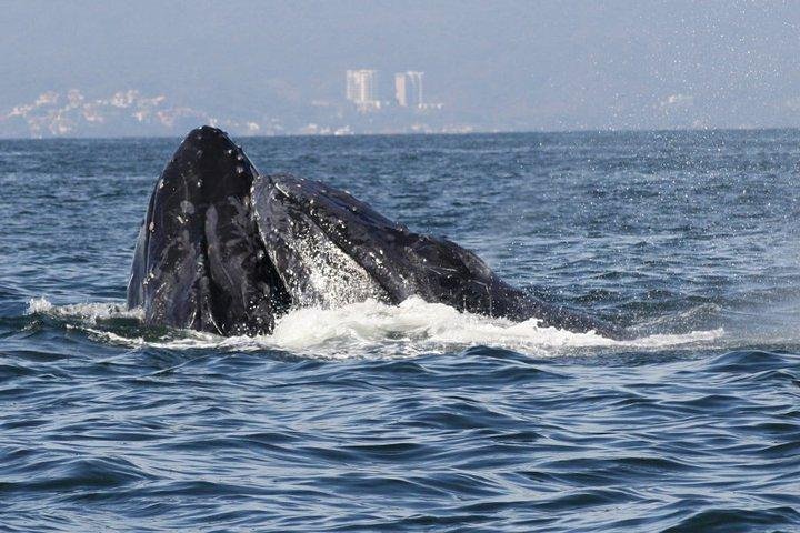 メキシコ、プエルトバジャルタでの少人数制ホエールウォッチングツアー、ザトウクジラの観察、写真6 | wizardtrip