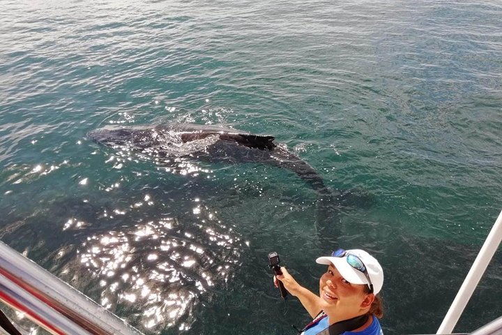 メキシコ、プエルトバジャルタでの少人数制ホエールウォッチングツアー、ザトウクジラの観察、写真7 | wizardtrip