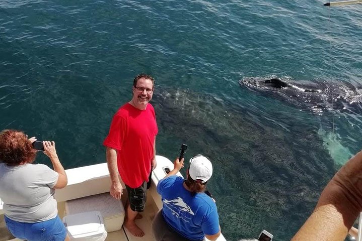 メキシコ、プエルトバジャルタでの少人数制ホエールウォッチングツアー、ザトウクジラの観察、写真8 | wizardtrip