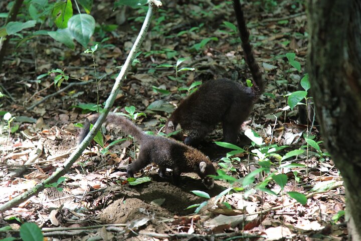 Esplora la ricca biodiversità del Parco Nazionale Corcovado in un tour guidato nella foresta pluviale da Drake Bay, foto 6 | wizardtrip