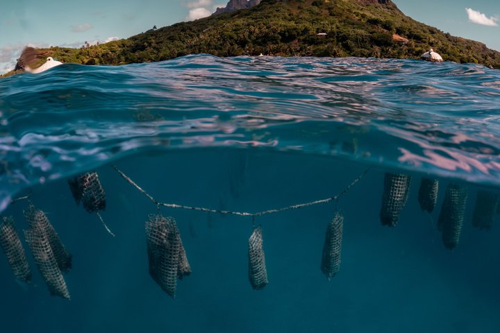 ボラボラ島のラグーンを探検し、ガイド付きツアーでブラックパールの養殖の秘密を発見しましょう、写真17 | wizardtrip