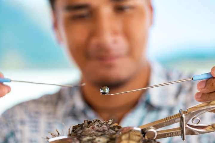 ボラボラ島のラグーンを探検し、ガイド付きツアーでブラックパールの養殖の秘密を発見しましょう、写真22 | wizardtrip