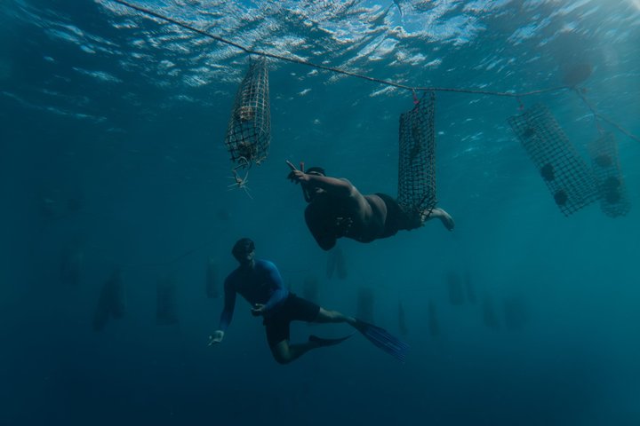 ボラボラ島のラグーンを探検し、ガイド付きツアーでブラックパールの養殖の秘密を発見しましょう、写真24 | wizardtrip