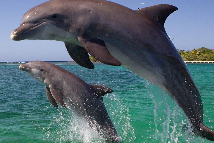Experimente as vias navegáveis de Sarasota num emocionante passeio de catamarã CraigCat, explorando Lido Key e Bird Key, foto 24 | wizardtrip