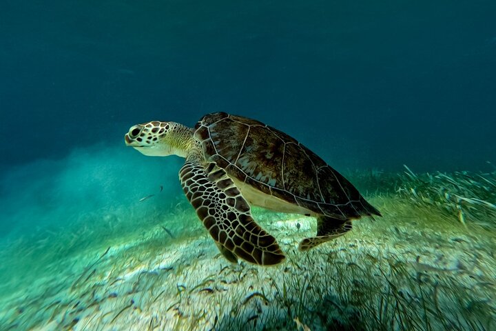 Cruzeiro de catamarã com snorkel na Riviera Maya, México, com recifes de coral e vida marinha, foto 7 | wizardtrip