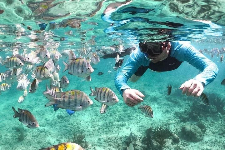 Cruzeiro de catamarã com snorkel na Riviera Maya, México, com recifes de coral e vida marinha, foto 14 | wizardtrip