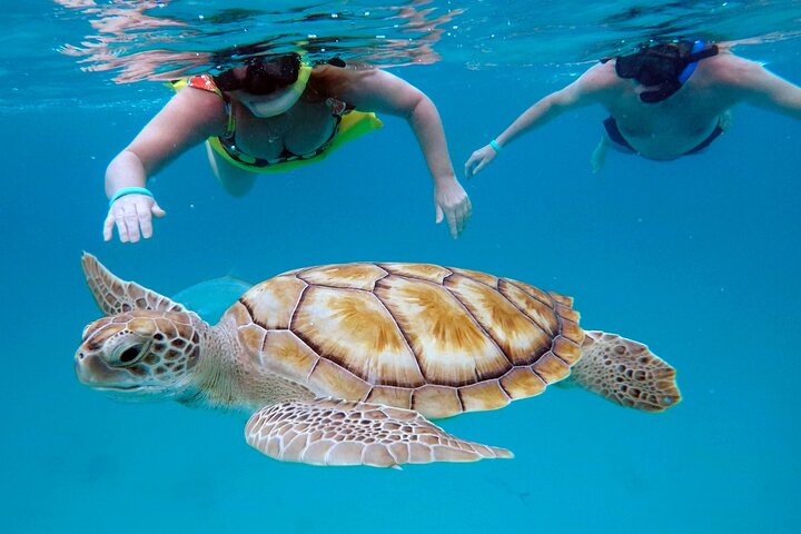 Che's Snorkel Catamaran: Schildpadden, Foto's & Ophaalservice (Kleine Groep) | wizardtrip